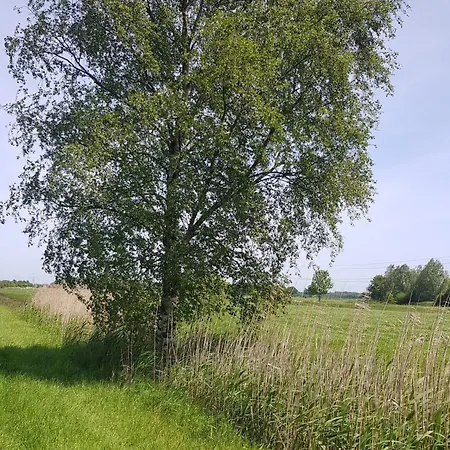 Samtmuschel *